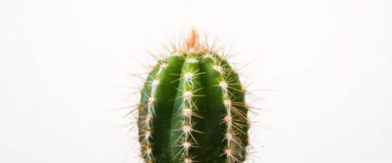 Kaktus-w-domu-foto-Ugur-Akdemir-Unsplash-plndesign-1024x682